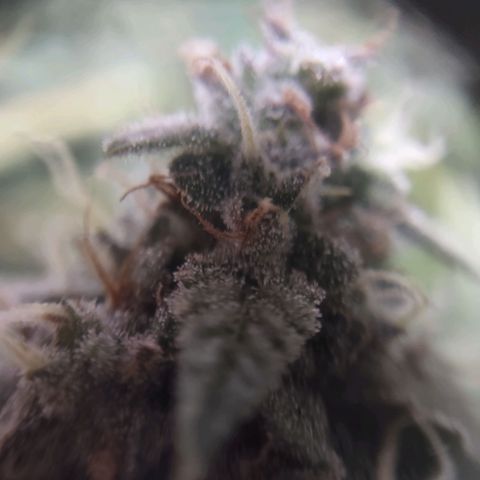 Critical Mass #3 growlog timeline photo