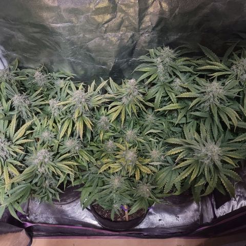 Critical Mass #3 growlog timeline photo
