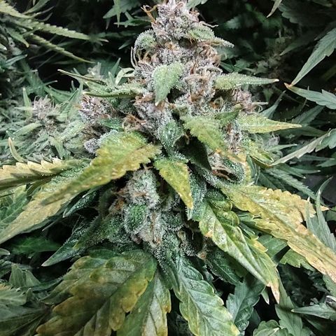 Critical Mass #3 growlog timeline photo