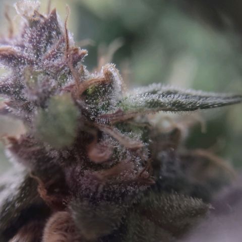 Critical Mass #3 growlog timeline photo