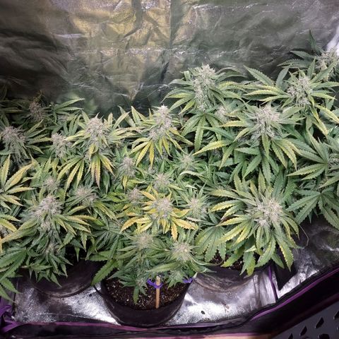 Critical Mass #3 growlog timeline photo
