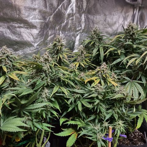 Critical Mass #3 growlog timeline photo
