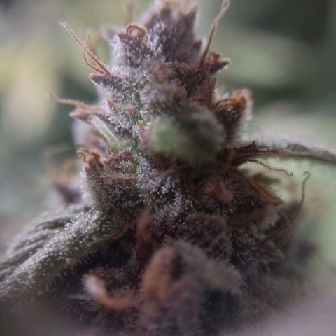 Critical Mass #3 growlog timeline photo