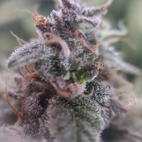 Critical Mass #3 growlog timeline photo