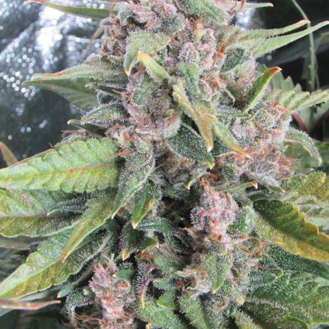 Critical Mass #3 growlog timeline photo