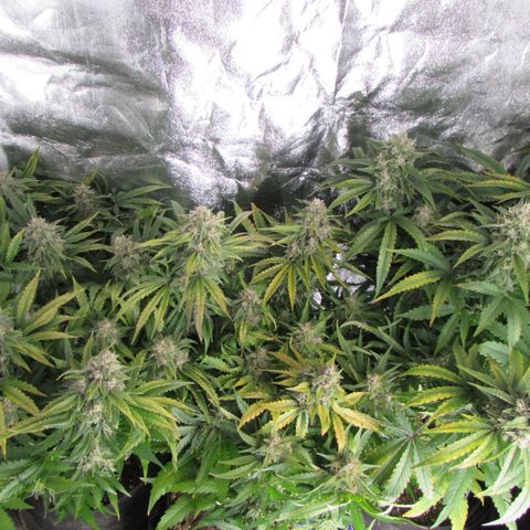 Critical Mass #3 growlog timeline photo