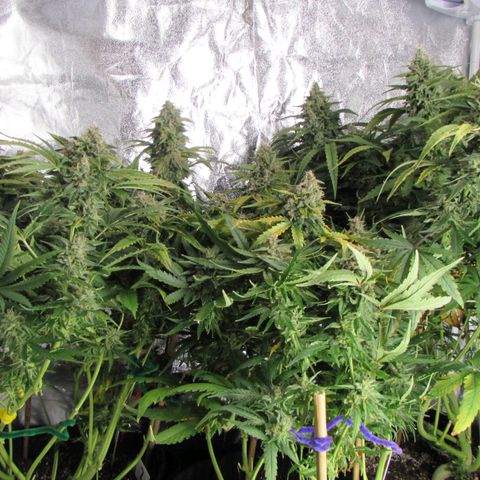 Critical Mass #3 growlog timeline photo