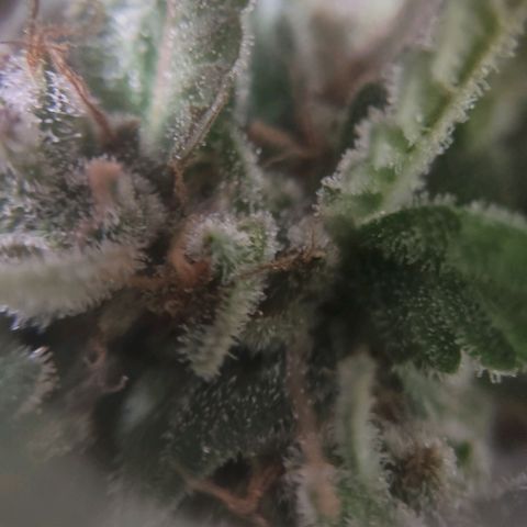 Critical Mass #3 growlog timeline photo