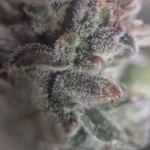 Critical Mass #3 growlog timeline photo