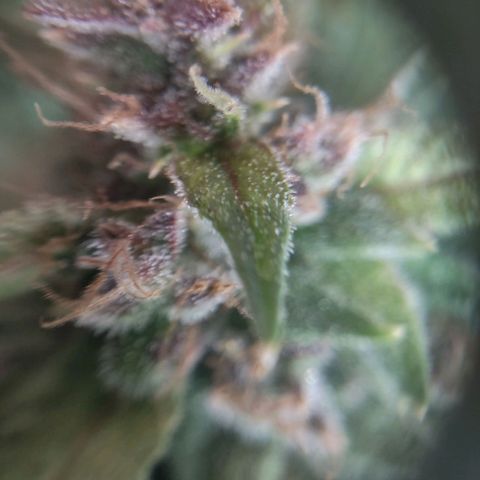 Critical Mass #3 growlog timeline photo