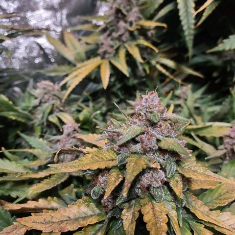 Critical Mass #3 growlog timeline photo