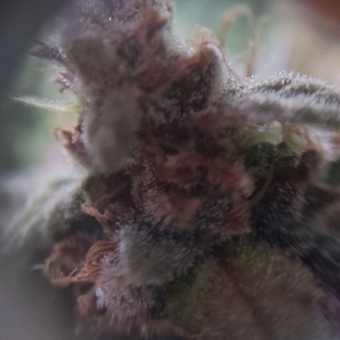Critical Mass #3 growlog timeline photo