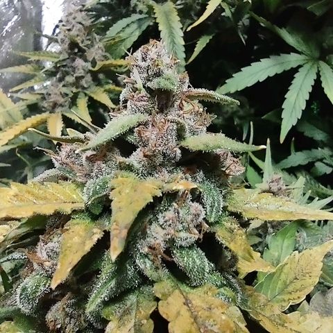 Critical Mass #3 growlog timeline photo