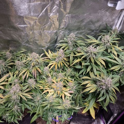 Critical Mass #3 growlog timeline photo