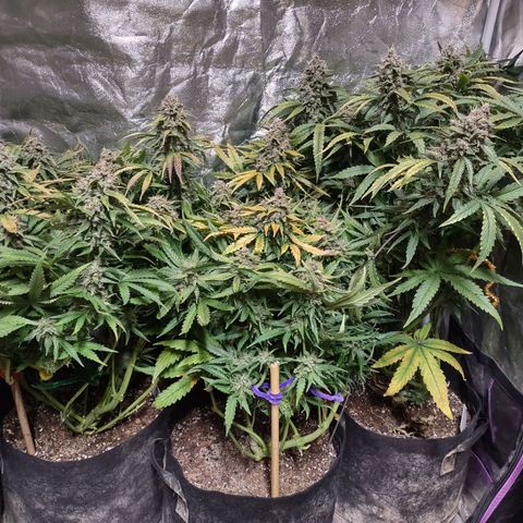 Critical Mass #3 growlog timeline photo
