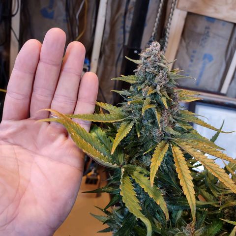 Critical Mass #3 growlog timeline photo