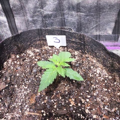 Whitey growlog timeline photo