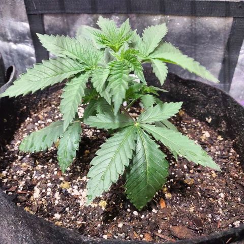 Whitey growlog timeline photo
