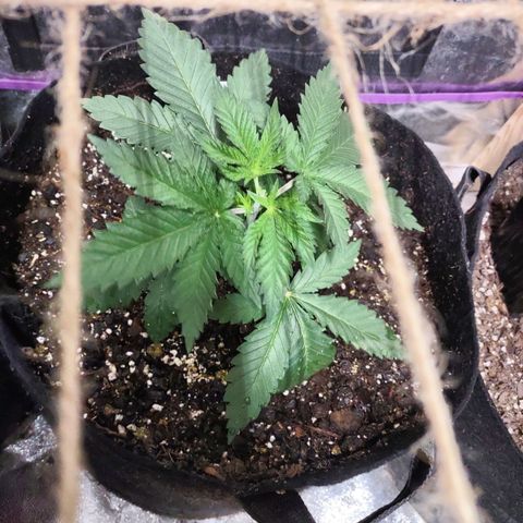 Whitey growlog timeline photo