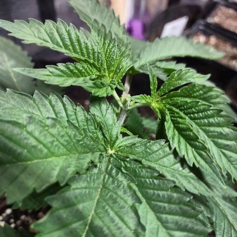 Whitey growlog timeline photo
