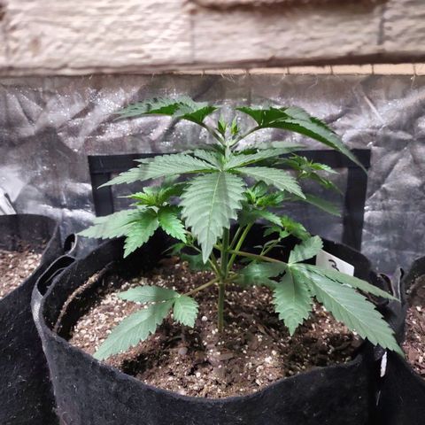 Whitey growlog timeline photo