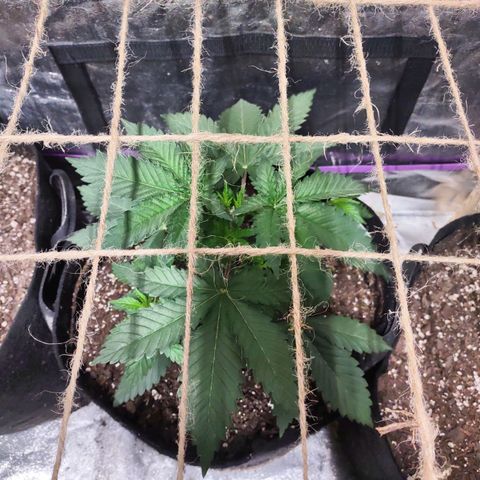 Whitey growlog timeline photo