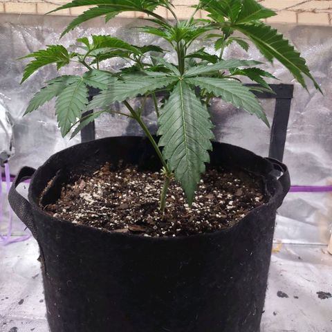 Whitey growlog timeline photo
