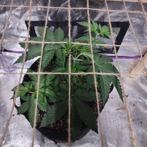 Whitey growlog timeline photo