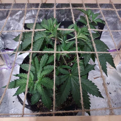 Whitey growlog timeline photo
