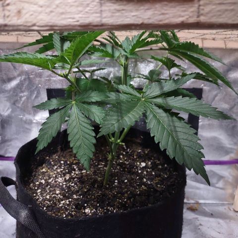 Whitey growlog timeline photo