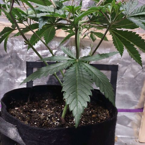 Whitey growlog timeline photo