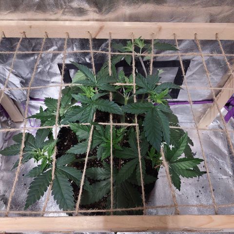 Whitey growlog timeline photo