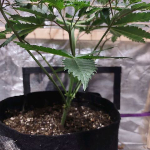 Whitey growlog timeline photo
