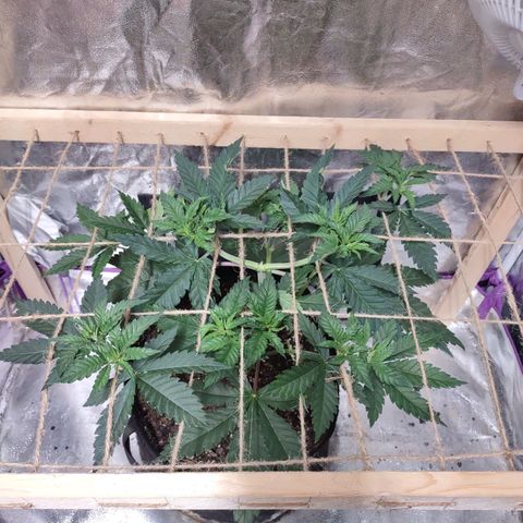 Whitey growlog timeline photo