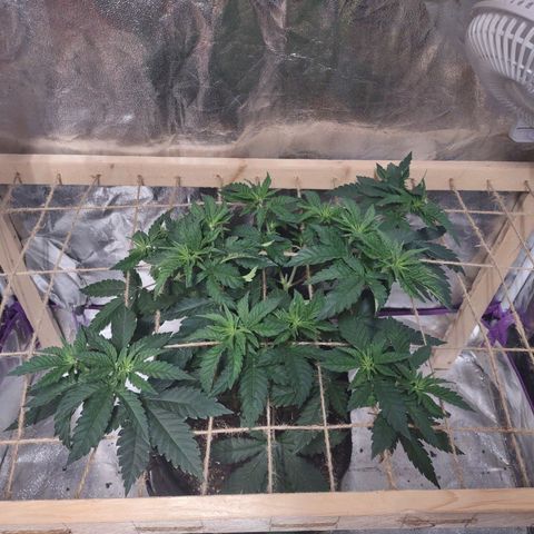 Whitey growlog timeline photo