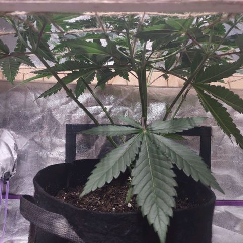 Whitey growlog timeline photo