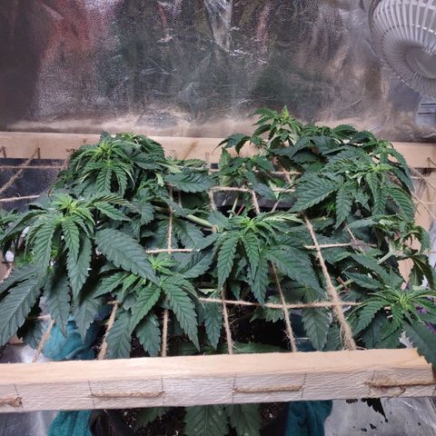 Whitey growlog timeline photo