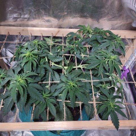 Whitey growlog timeline photo