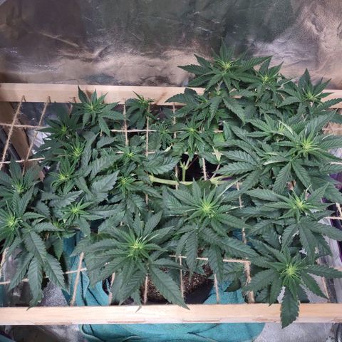 Whitey growlog timeline photo