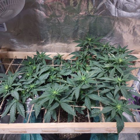Whitey growlog timeline photo