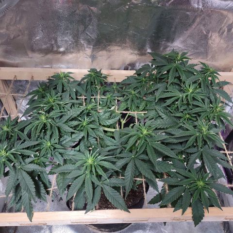 Whitey growlog timeline photo