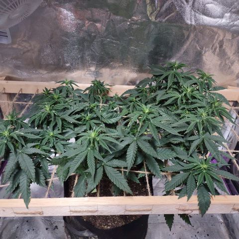 Whitey growlog timeline photo
