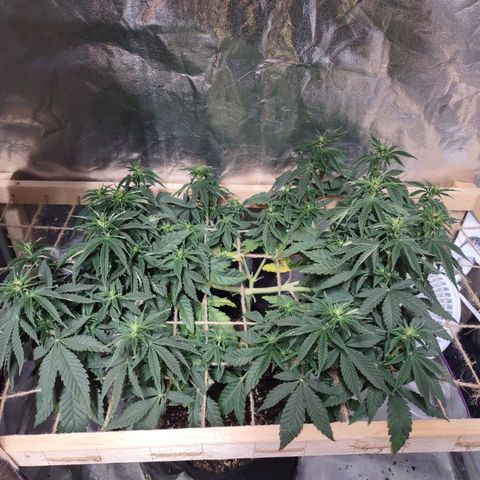 Whitey growlog timeline photo