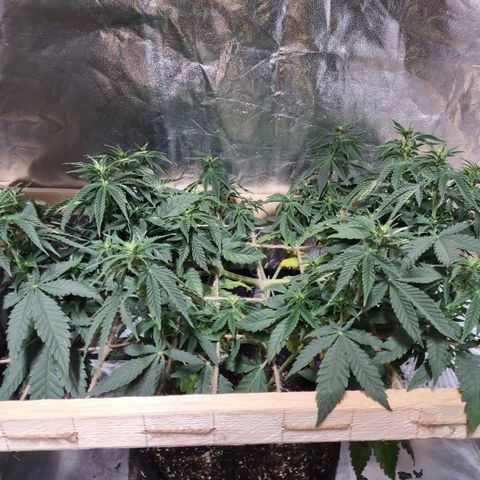 Whitey growlog timeline photo