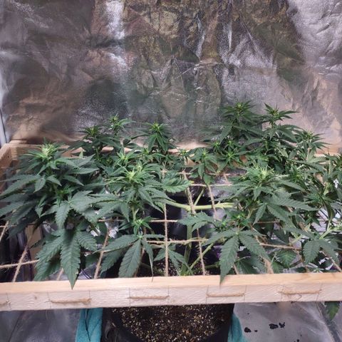Whitey growlog timeline photo