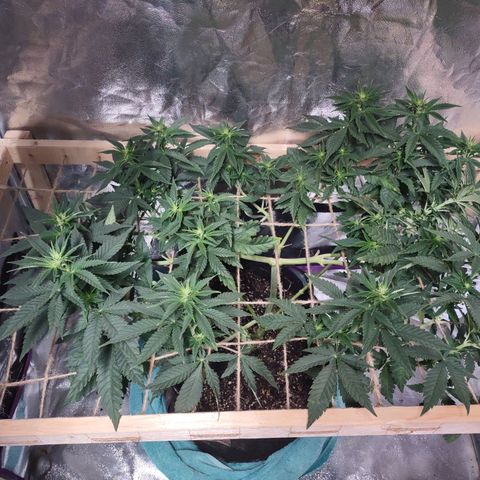 Whitey growlog timeline photo