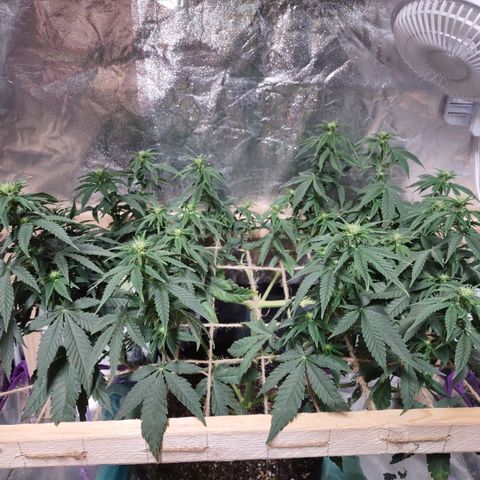 Whitey growlog timeline photo