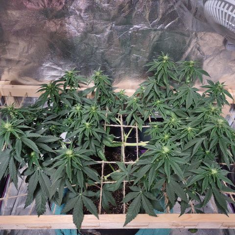 Whitey growlog timeline photo