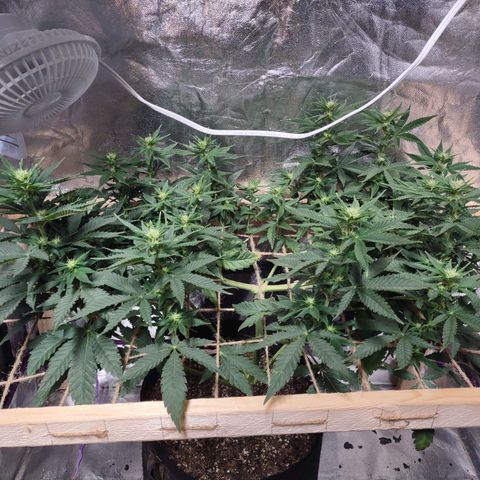 Whitey growlog timeline photo