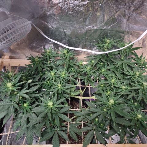 Whitey growlog timeline photo